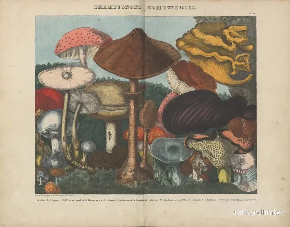 Reproduktion av målningen Atlas över misstänkta och giftiga ätbara svampar Pl03 - Michel Étienne Descourtilz - Bild 2