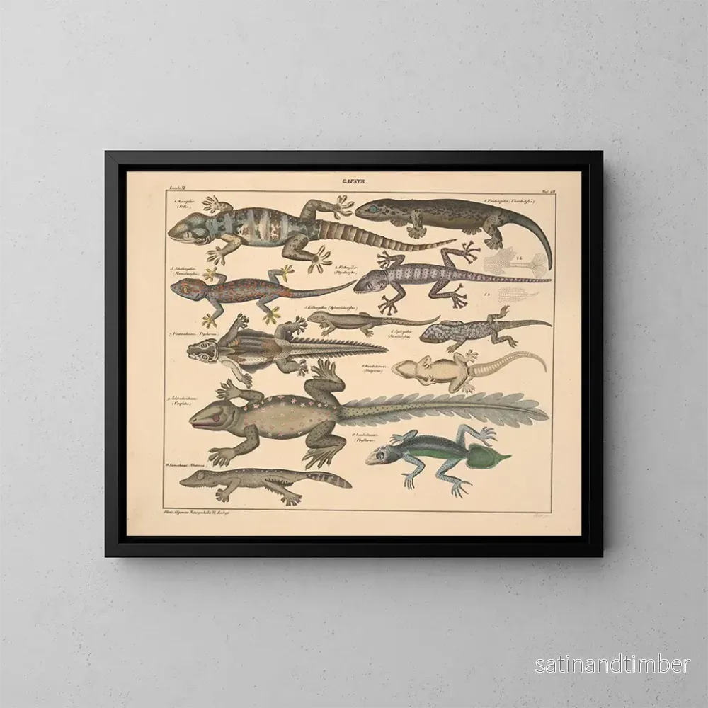 Reproduktion av målningen Illustrationer av den allmänna naturhistorien av Oken för alla tillstånd Pl114 - Lorenz Oken