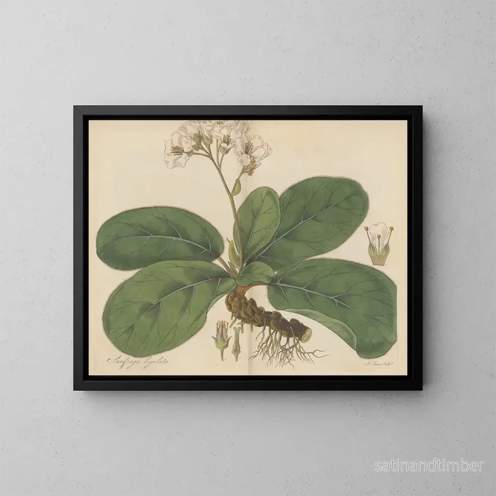 Reproduktion av målningen Saxifrage ligulée - William Jackson Hooker
