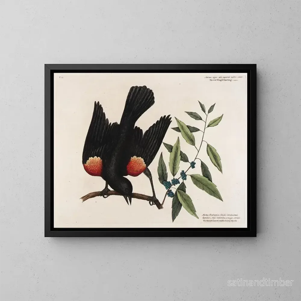 Reproduktion av målningen Le merle à ailes rouges, le myrte à feuilles larges et la bougie de baies – Mark Catesby Reproduktion av målningen Le merle à ailes rouges, le myrte à feuilles larges et la bougie de baies – Mark Catesby