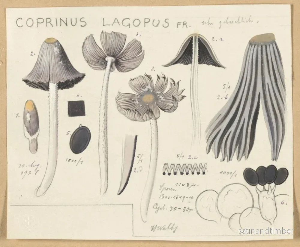 Reproduktion av målningen Coprinus lagopus - Hans Baldung - Bild 2