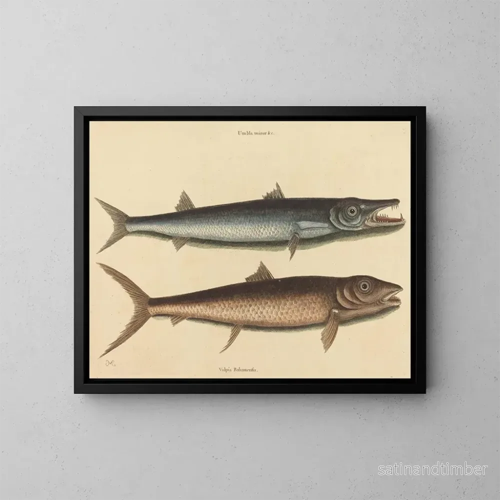 Reproduktion av målningen Le barracuda - Mark Catesby