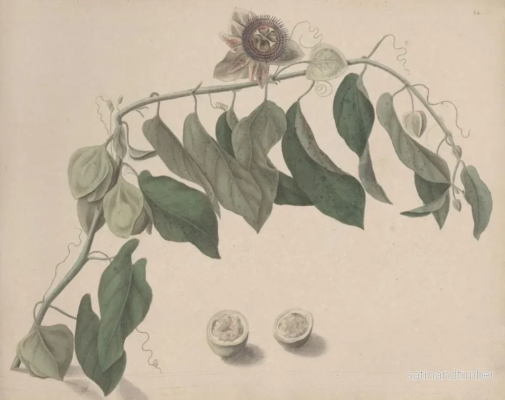 Reproduktion av målningen av Histoire naturelle de Saint-Domingue Pl165 - René de Rabi - Bild 2