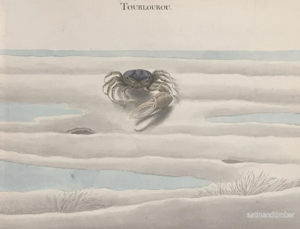 Reproduktion av målningen Histoire naturelle de Saint-Domingue Pl124 - René de Rabi - Bild 2