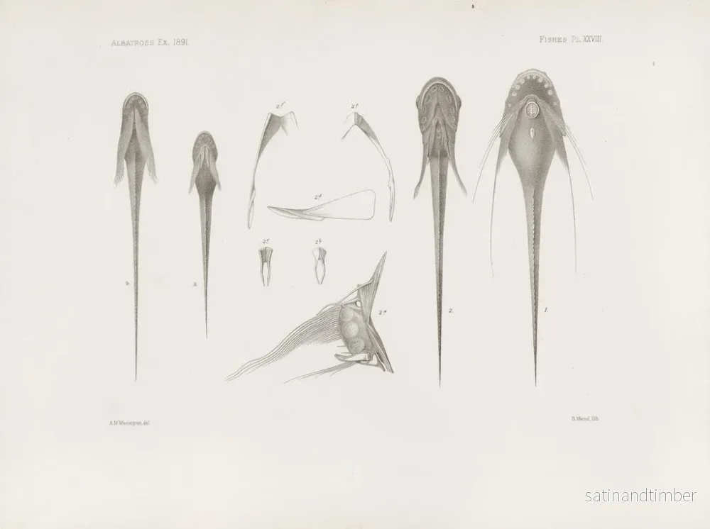 Reproduktion av målningen Mémoires du Muséum de zoologie comparée de Harvard College Pl28 - Musée de Zoologie Comparée de l'Université Harvard - Bild 2