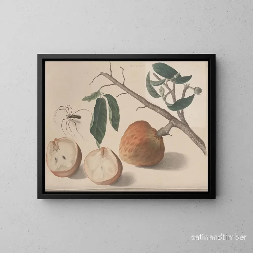 Reproduktion av målningen Histoire naturelle de Saint-Domingue Pl155 - René de Rabi