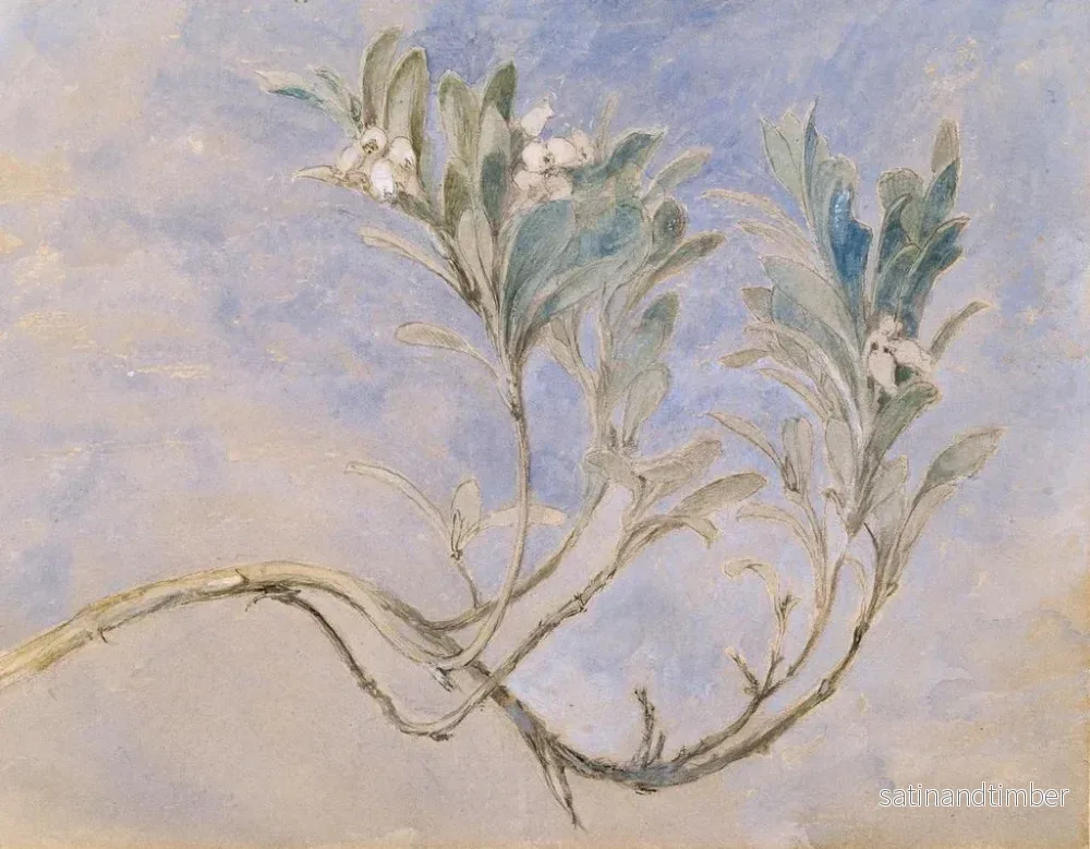 Reproduktion av målningen Studie av en myrtens gren - John Ruskin - Bild 2