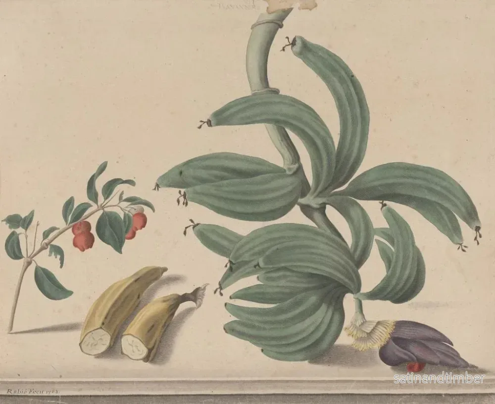 Reproduktion av målningen Histoire naturelle de Saint-Domingue Pl137 - René de Rabi - Bild 2