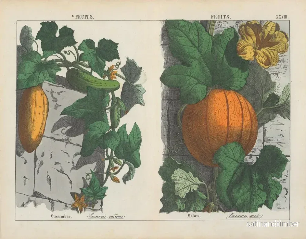 Reproduktion av målningen av frukt, gurka och melon - Charlotte Mary Yonge - Bild 2