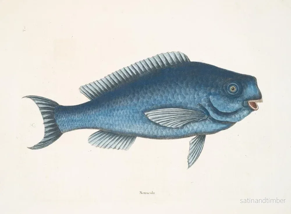 Reproduktion av målningen La Poisson bleu - Mark Catesby - Bild 2