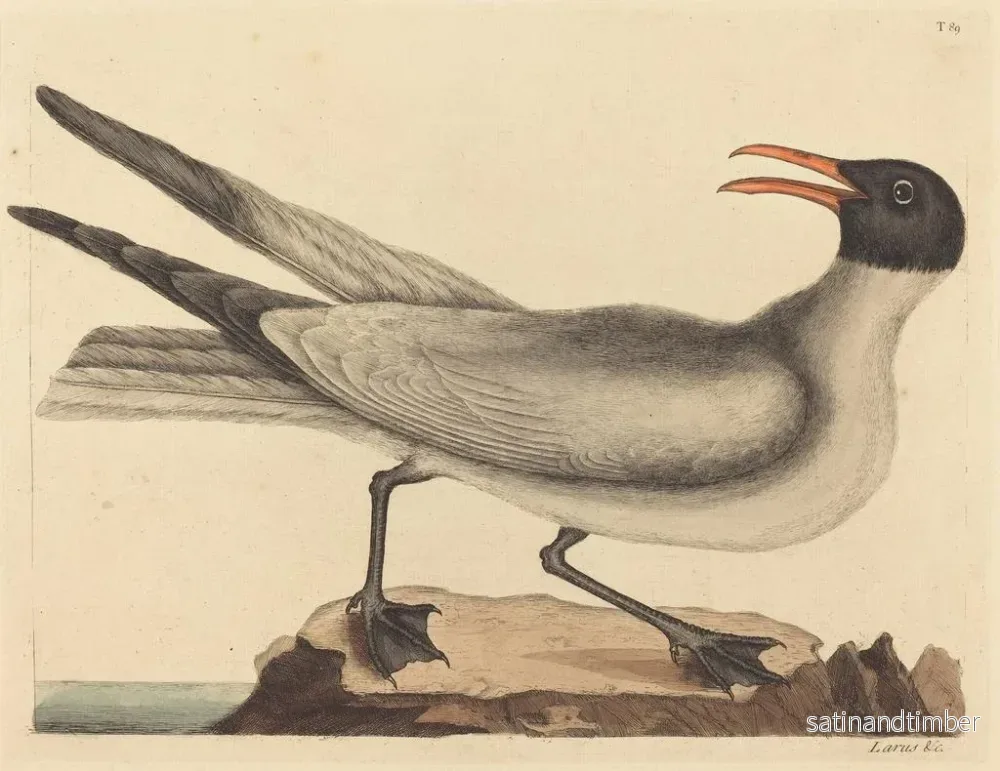 Reproduktion av målningen La mouette rieuse - Mark Catesby - Bild 2