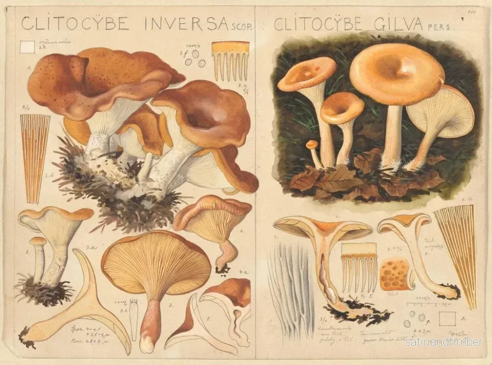 Reproduktion av målningen Clitocybe inversa och Clitocybe gilva - Hans Baldung - Bild 2