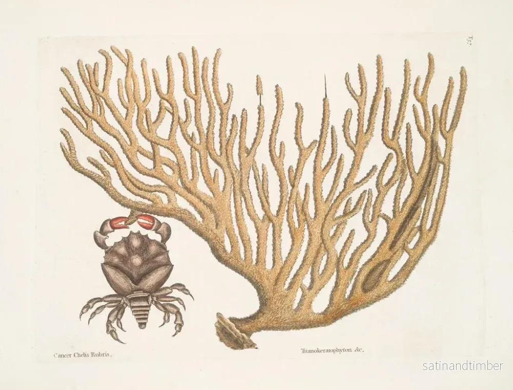 Reproduktion av målningen Cancer chelis rubris, le crabe à griffes résilientes - Mark Catesby - Bild 2