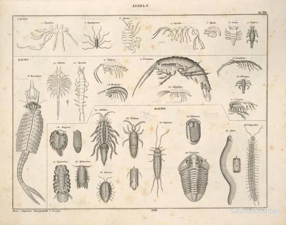 Reproduktion av målningen Illustrationer av den allmänna naturhistorien av Oken för alla tillstånd Pl078 - Lorenz Oken - Bild 2