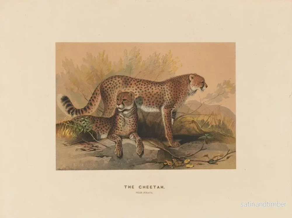 Reproduktion av målningen Le guépard - Joseph Wolf - Bild 2