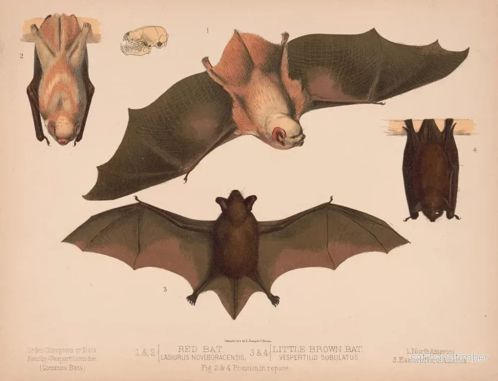 Reproduktion av målningen 1 2 Röd fladdermus Lasiurus noveboracensis 3 4 Liten brun fladdermus Vespertillo subulatus - Louis Prang Co - Bild 2