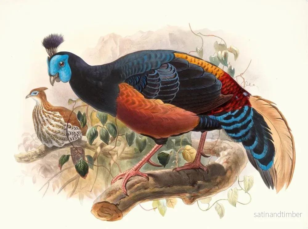 Reproduktion av målningen Euplocame noble - Joseph Smit - Bild 2