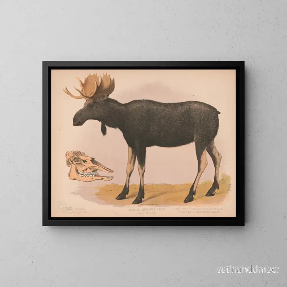 Reproduktion av målningen Élan européen Alces malchis - Louis Prang Co