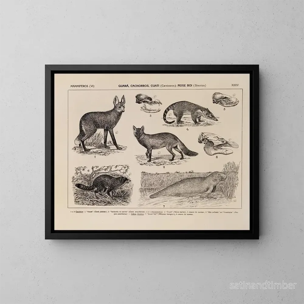 Reproduktion av målningen Atlas de la faune du Brésil Pl35 - Rodolpho von Ihering