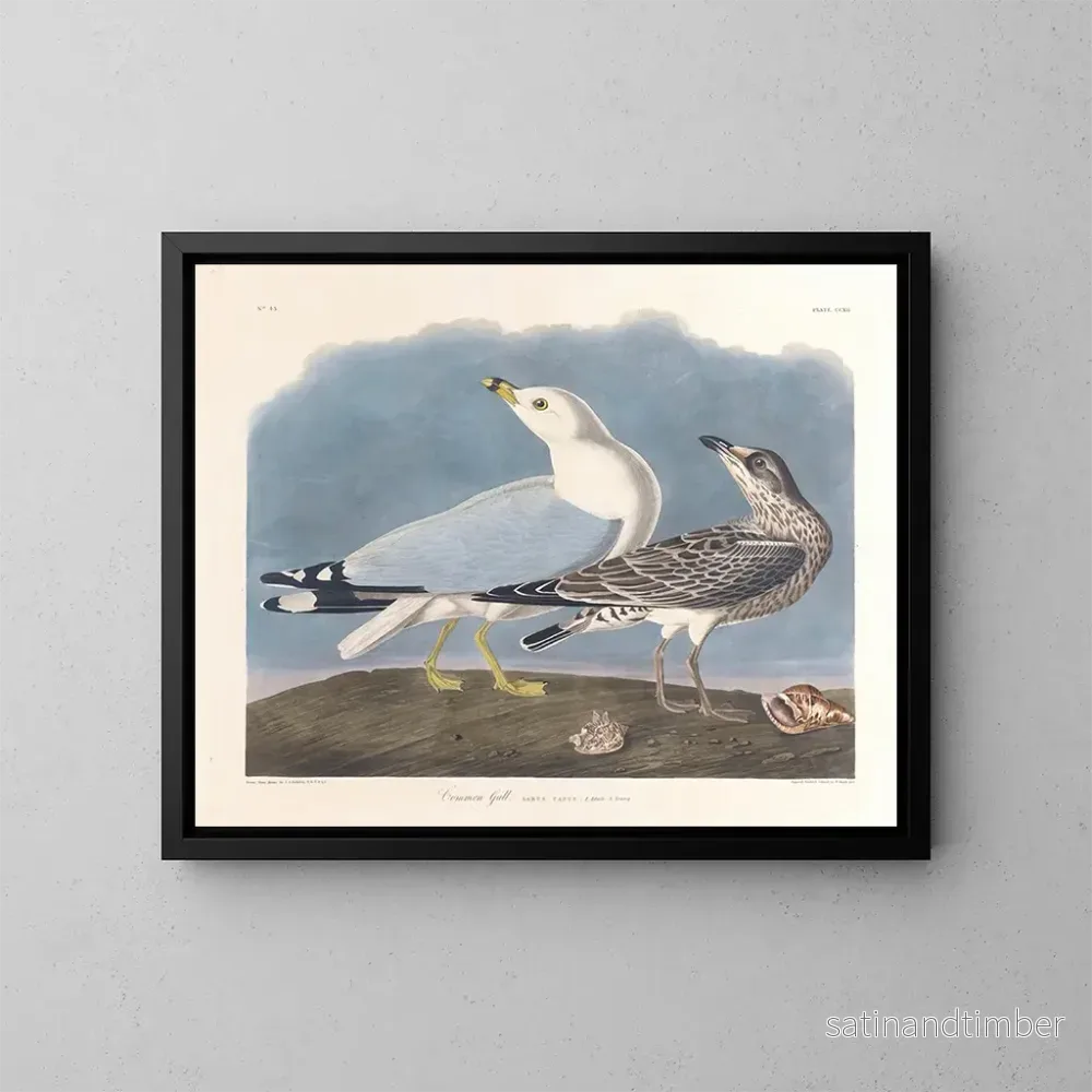 Reproduktion av målningen av grå mås - John James Audubon