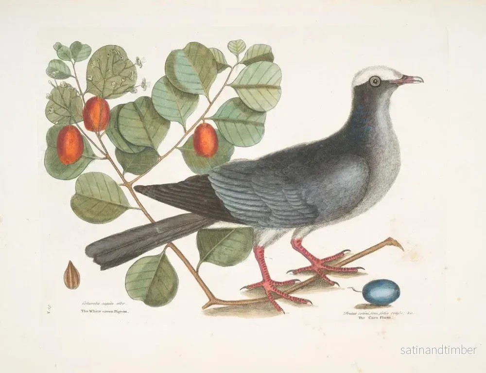 Reproduktion av målningen Pigeon couronné blanc Plumier à feuilles de prunier - Mark Catesby - Bild 2