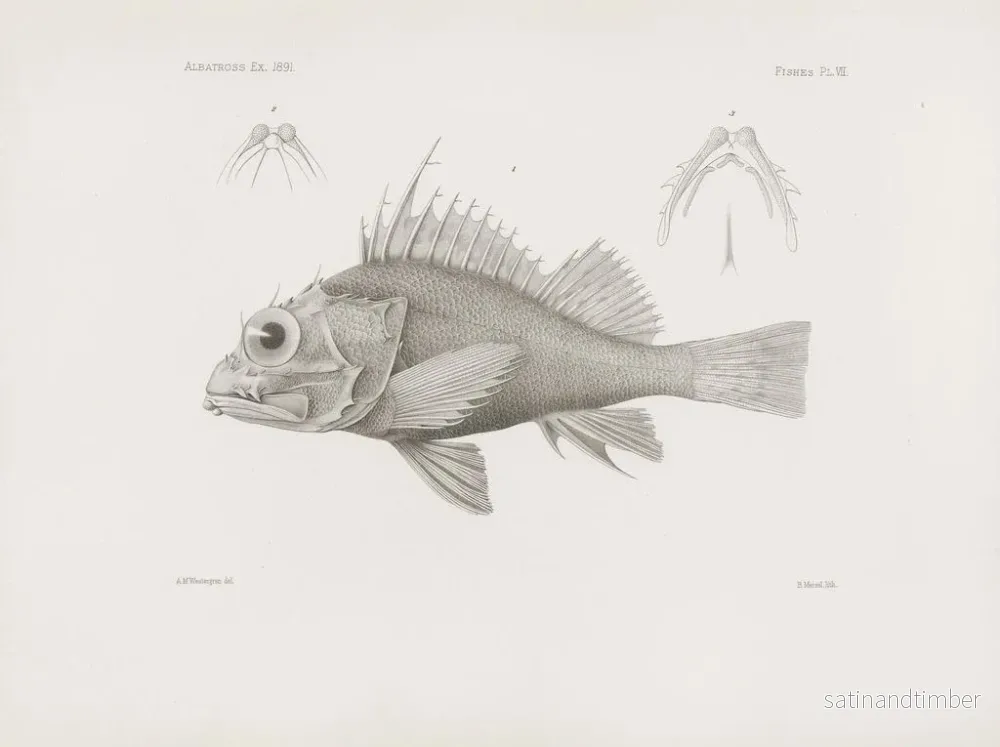 Reproduktion av målningen Mémoires du Muséum de zoologie comparée de Harvard College Pl07 - Musée de Zoologie Comparée de l'Université Harvard - Bild 2