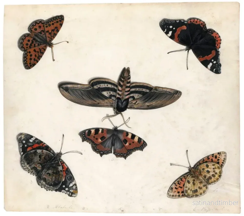 Reproduktion av målningen Studier av fem fjärilar och en sphinx - Jan van Kessel den äldre - Bild 2