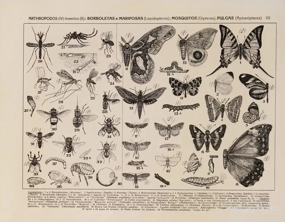 Reproduktion av målningen Atlas de la faune du Brésil Pl07 - Rodolpho von Ihering - Bild 2