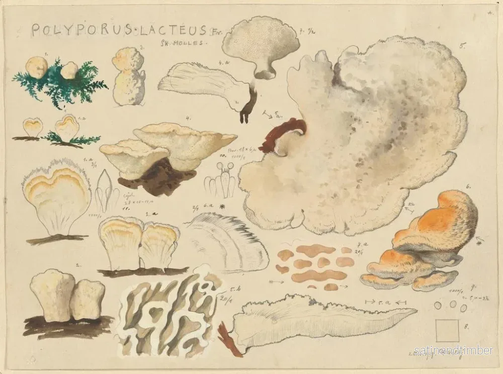 Reproduktion av målningen Polypore lacté - Hans Baldung - Bild 2