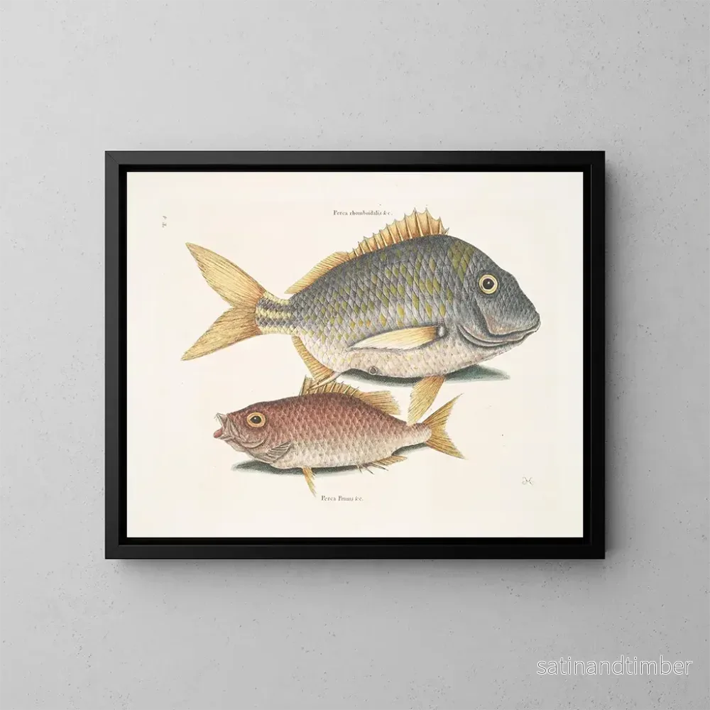 Reproduktion av målningen Le poisson porc Perca rhomboidalis et le chef d'école Perca pinnis - Mark Catesby