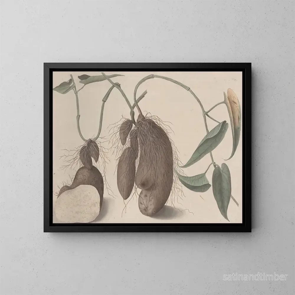 Reproduktion av målningen av Histoire naturelle de Saint-Domingue Pl. 148 - René de Rabi