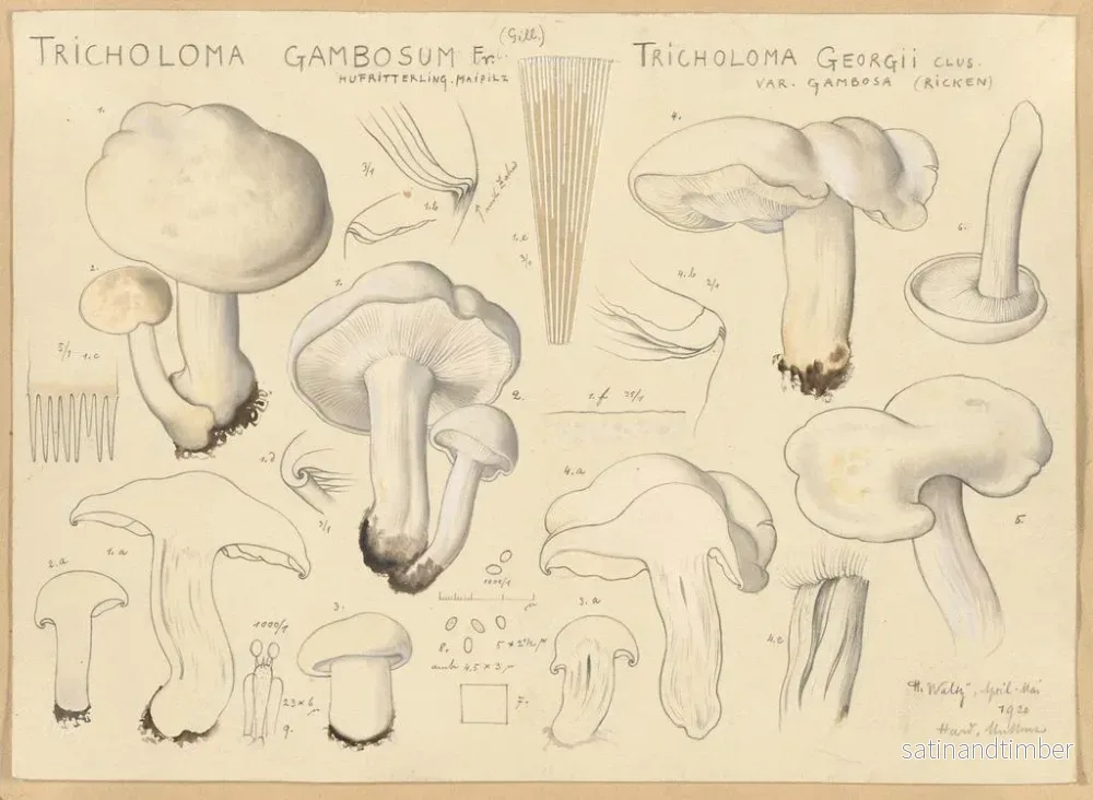 Reproduktion av målningen Tricholome gambosum - Hans Baldung - Bild 2