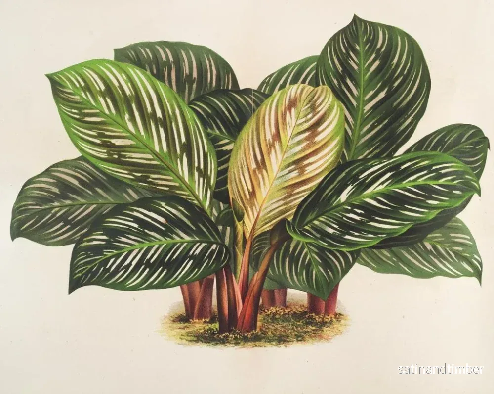 Reproduktion av målningen Calathea Maranta hieroglyfisk - Charles Antoine Lemaire - Bild 2