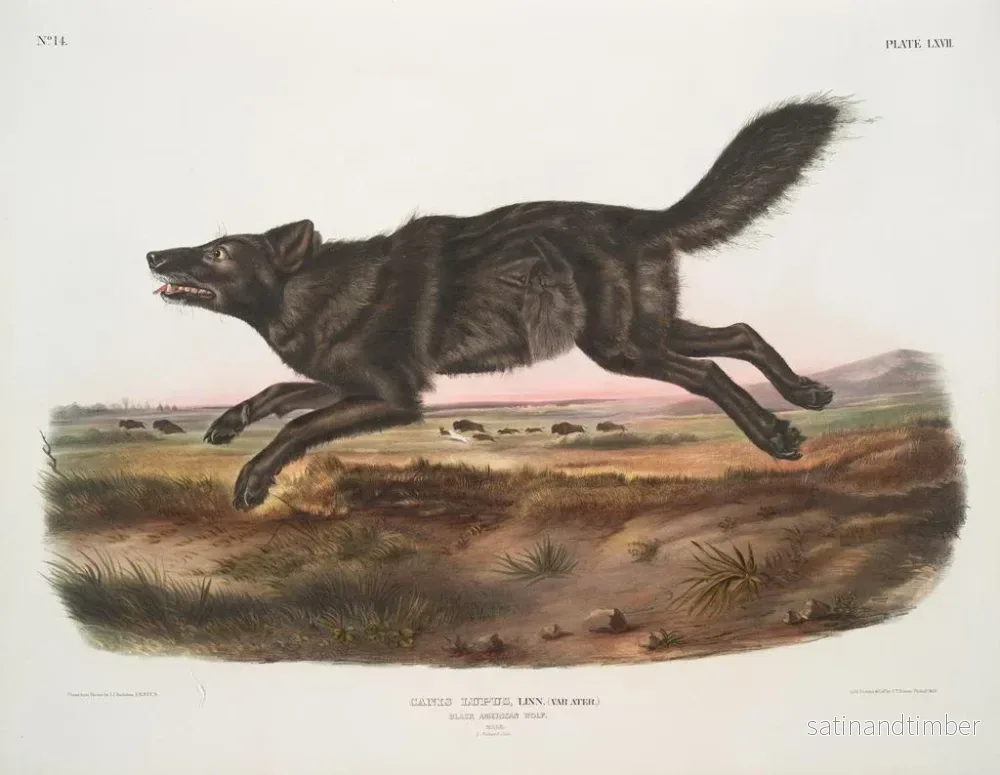 Reproduktion av målningen av den amerikanska hanlupen - John Woodhouse Audubon - Bild 2