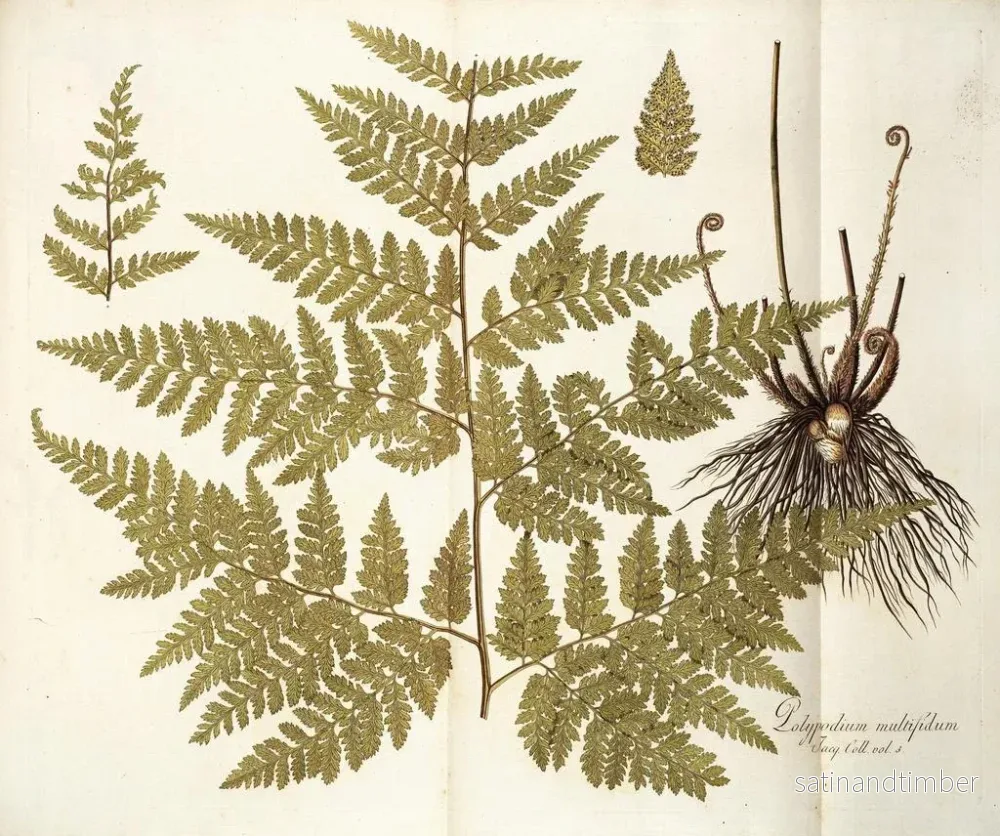Reproduktion av målningen Polypodium multifidum - Nikolaus Joseph Freiherr von Jacquin - Bild 2