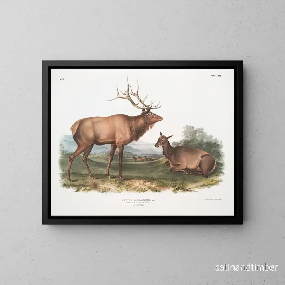 Reproduktion av målningen av kanadensisk eland hane och hona - John Woodhouse Audubon