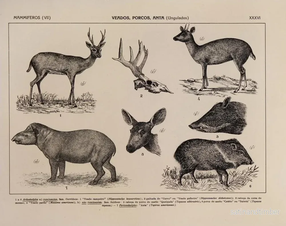Reproduktion av målningen Atlas de la faune du Brésil Pl36 - Rodolpho von Ihering - Bild 2