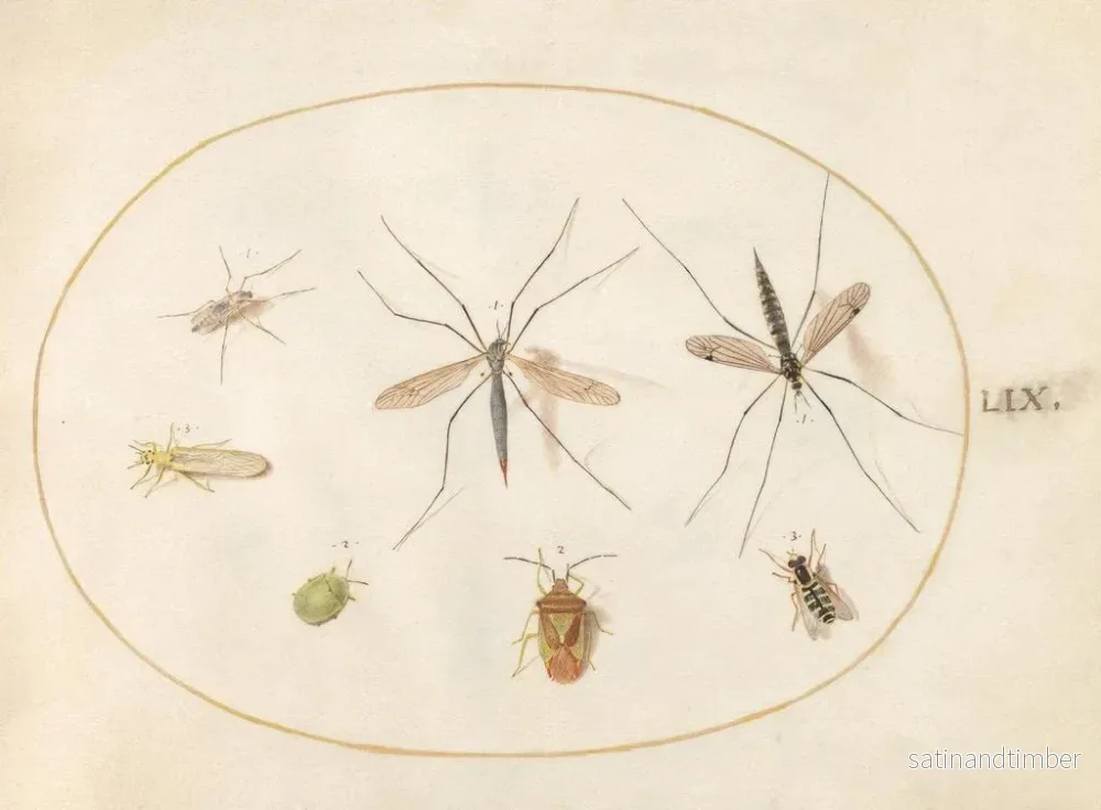 Reproduktion av målningen Platine 59 Sept insekter, inklusive en insekts-sköld av häggen, flugor och en blomfluga - Joris Hoefnagel - Bild 2