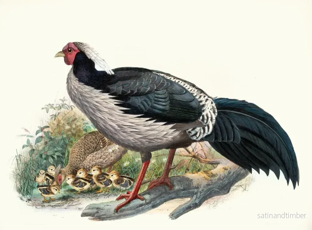 Reproduktion av målningen Euplocomus albocristatus - Joseph Smit - Bild 2