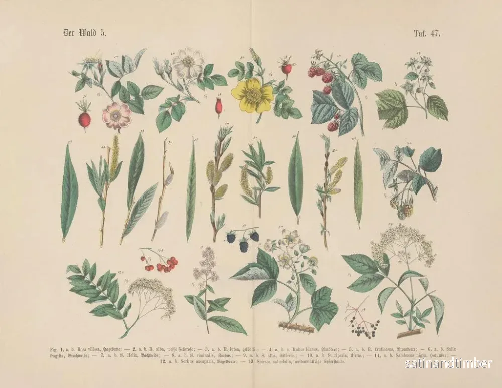 Reproduktion av målningen Manuel pratique de botanique en mots et en images Pl47 - Carl Hoffmann - Bild 2