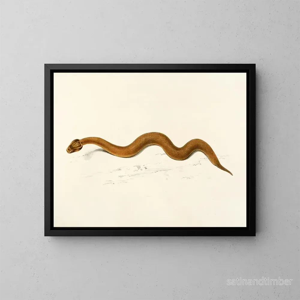 Reproduktion av målningen Enchida inornata - Sir Andrew Smith