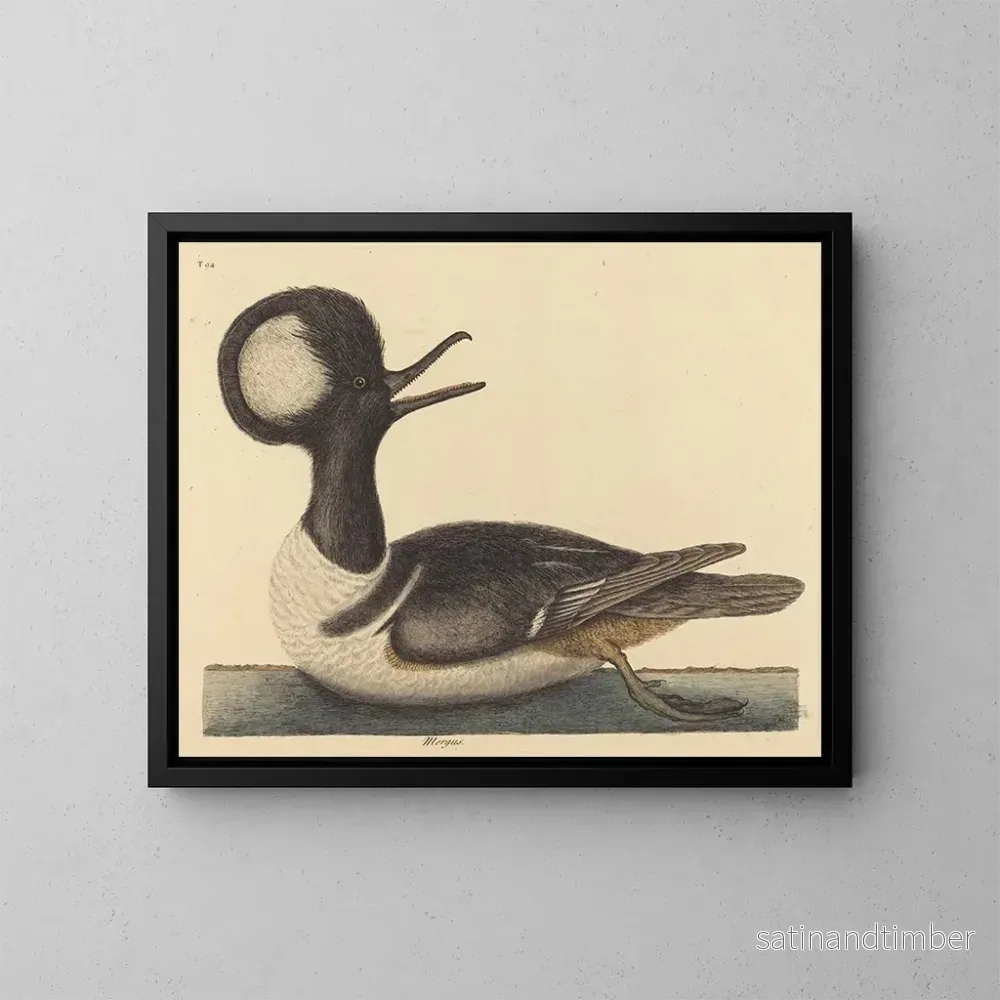 Reproduktion av målningen Le canard à capuchon - Mark Catesby