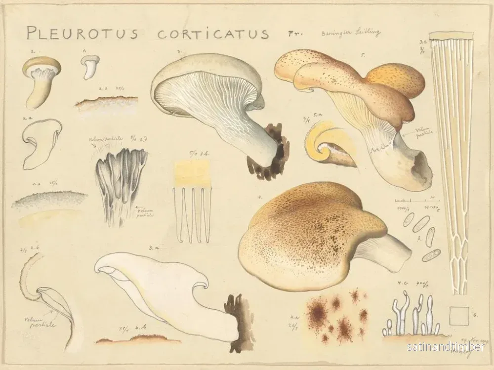 Reproduktion av målningen Pleurote corticatus - Hans Baldung - Bild 2