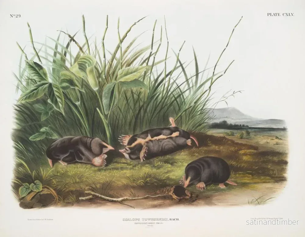 Reproduktion av målningen Sorex townsendii, naturlig storlek - John Woodhouse Audubon - Bild 2