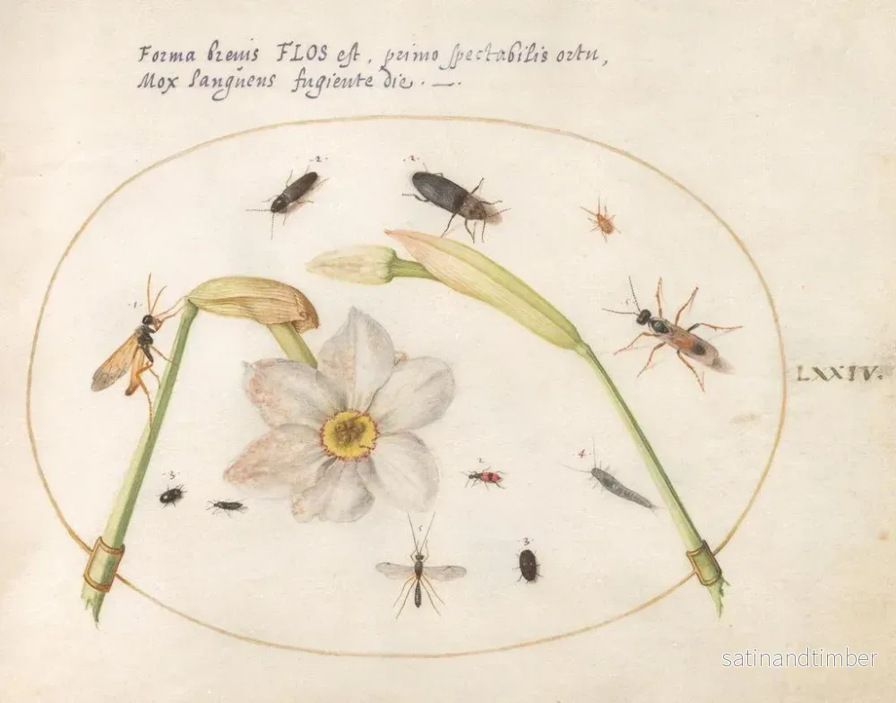 Reproduktion av målningen Växt 74 Insekter med vita påskliljor - Joris Hoefnagel - Bild 2