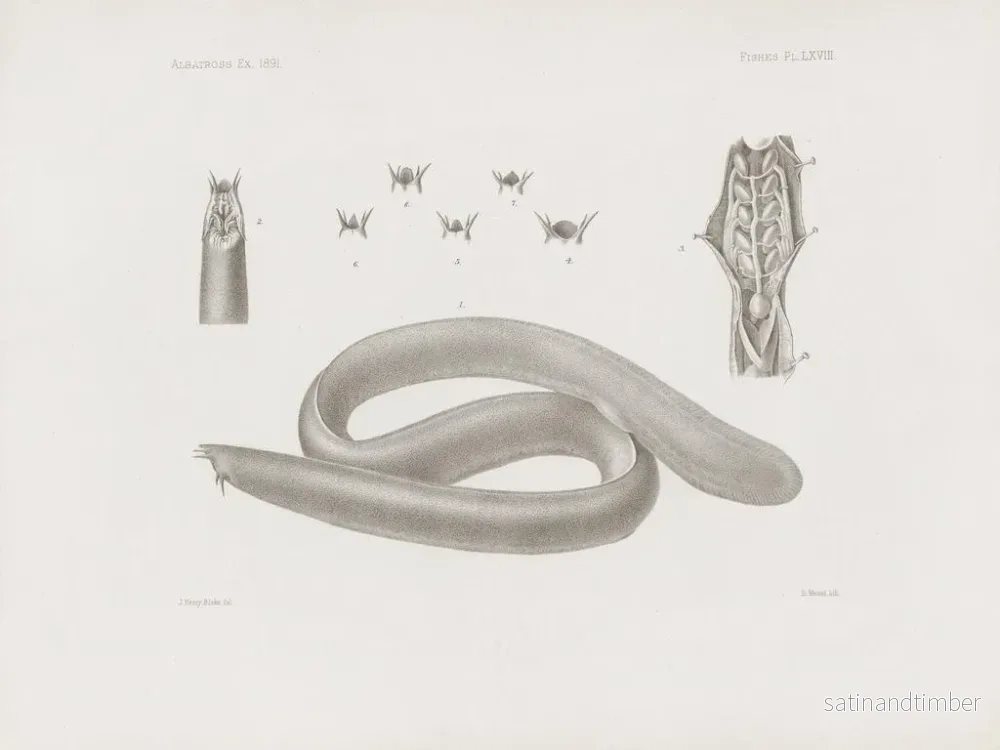 Reproduktion av målningen Mémoires du Muséum de zoologie comparée de Harvard College Pl68 - Musée de Zoologie Comparée de l'Université Harvard - Bild 2