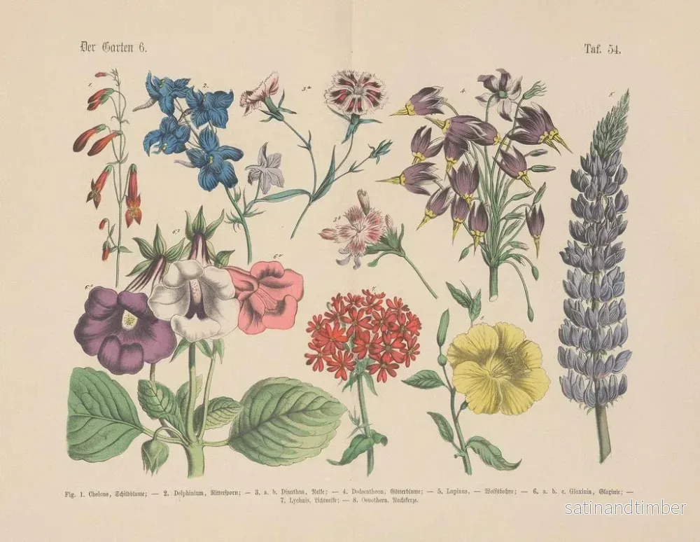 Reproduktion av målningen Manuel de botanique pratique en mots et en images Pl54 - Carl Hoffmann - Bild 2
