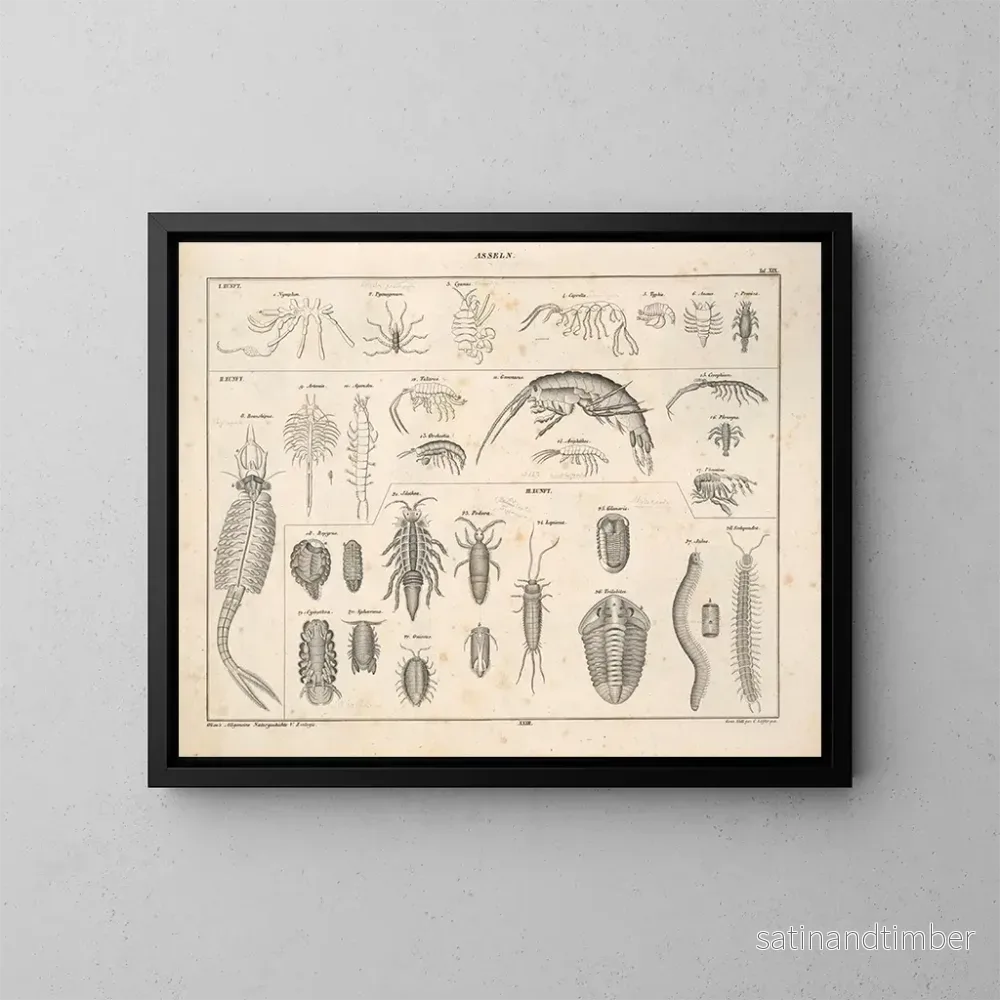 Reproduktion av målningen Illustrationer av den allmänna naturhistorien av Oken för alla tillstånd Pl078 - Lorenz Oken