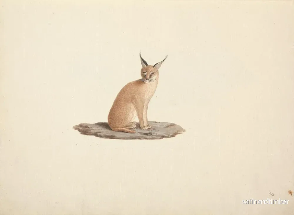 Reproduktion av målningen Caracal caracal - Luigi Balugani - Bild 2