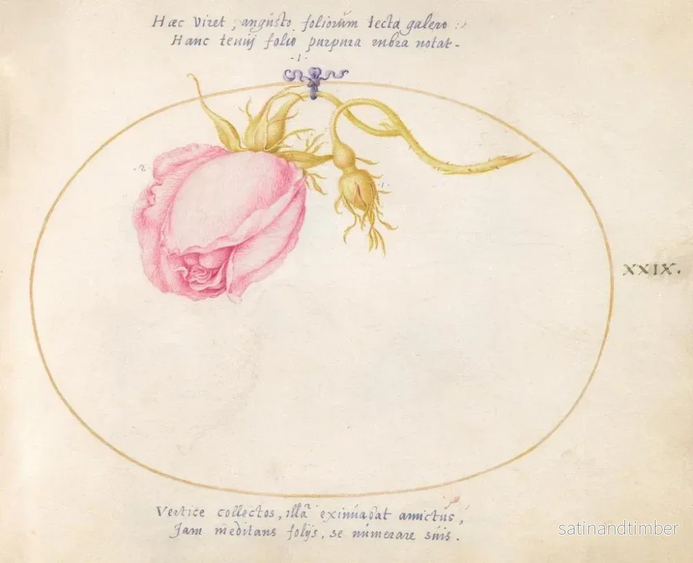 Reproduktion av målningen Platine 29 Rose ros och rosenknopp - Joris Hoefnagel - Bild 2